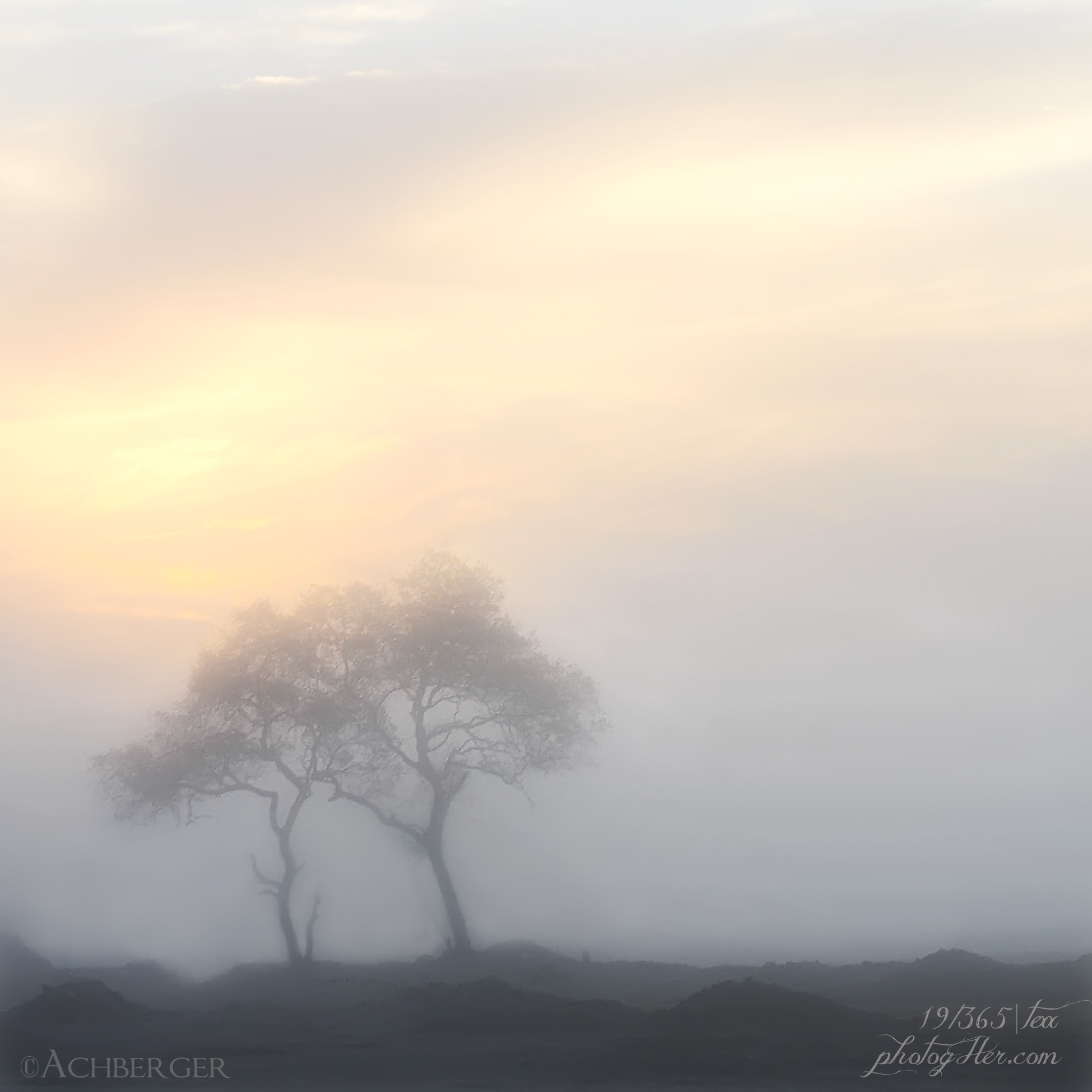 photography, foggy, sunrise, Austin, Texas, Chandra Achberger
