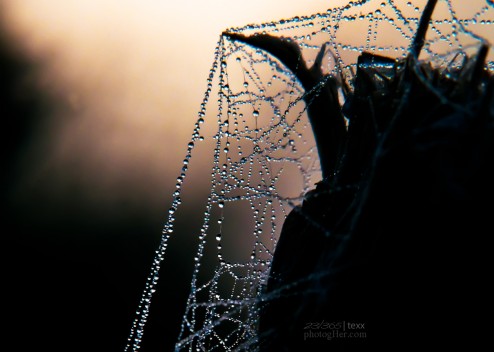 Macro, nature, photography, dew, web, Chandra Achberger