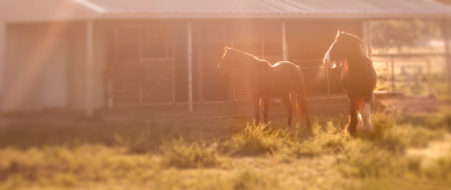 horses-in-the-hood