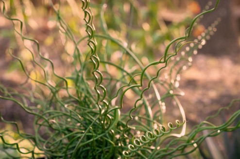 Unicorn Plant