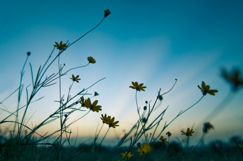 Sunset Flowers against texas sky 